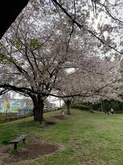 🌸令和6年お花見🌸