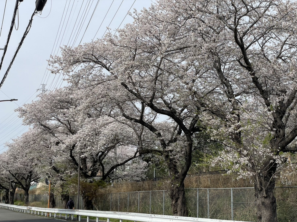令和7年　お花見　大凧センターにお出かけ